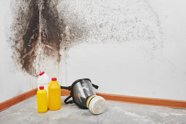 Best Certified Mold Removal  in Iron Mountain, MI