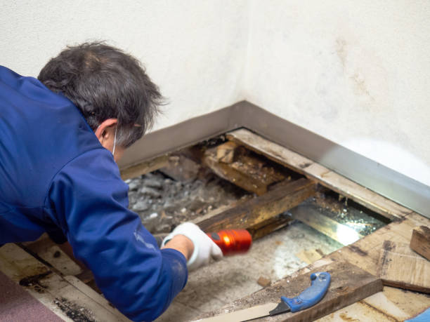 Best Water Damage Restoration  in Iron Mountain, MI