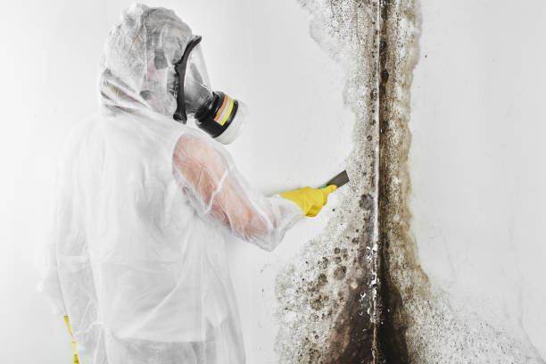 Best Mold Damage Repair  in Iron Mountain, MI