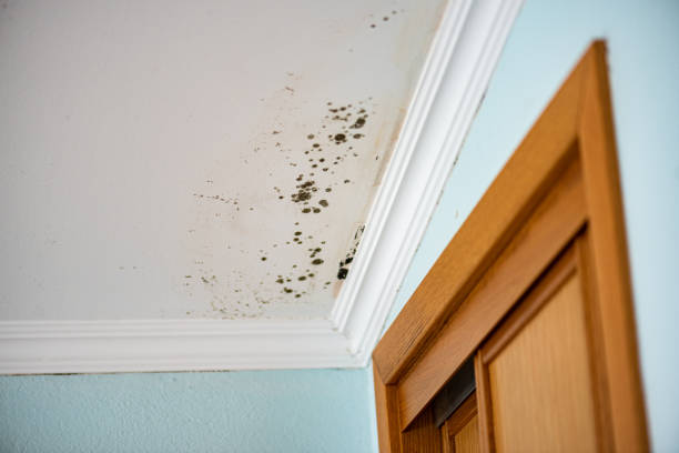 Best Mold Testing  in Iron Mountain, MI