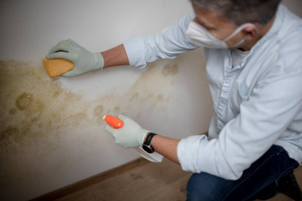 Best Mold Removal Company Near Me  in Iron Mountain, MI