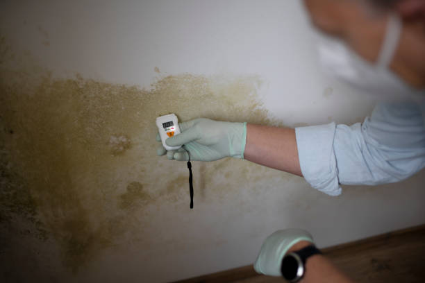 Best Certified Mold Removal  in Iron Mountain, MI