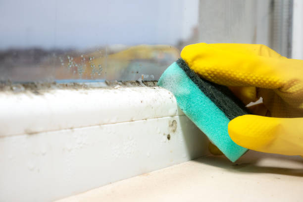 Best Emergency Mold Removal  in Iron Mountain, MI