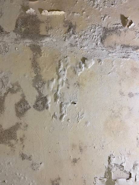 Best Black Mold Removal  in Iron Mountain, MI