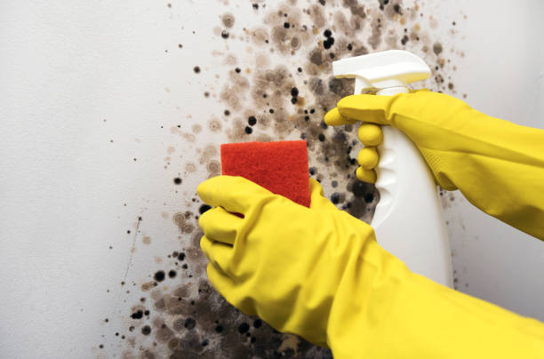 Best Residential Mold Removal  in Iron Mountain, MI
