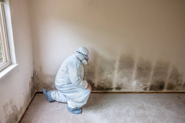 Best Certified Mold Removal  in Iron Mountain, MI
