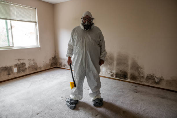Best Black Mold Removal  in Iron Mountain, MI