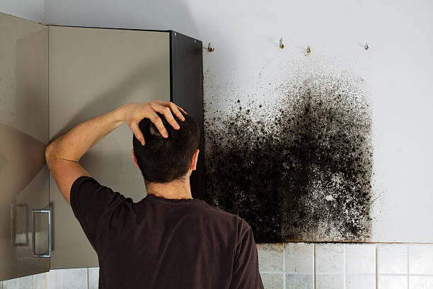 Certified Mold Removal in Iron Mountain, MI