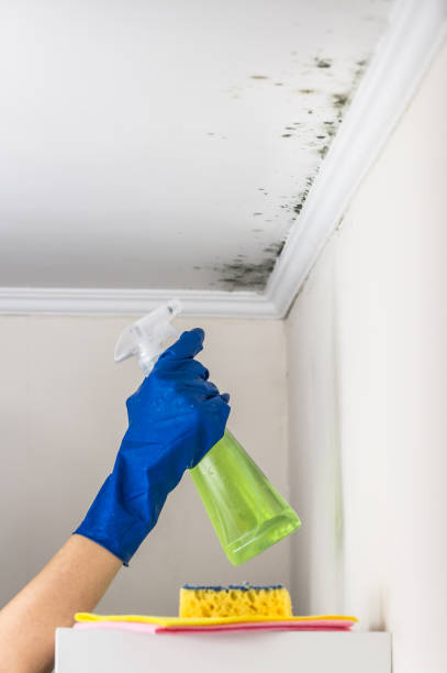 Best Mold Removal Company Near Me  in Iron Mountain, MI