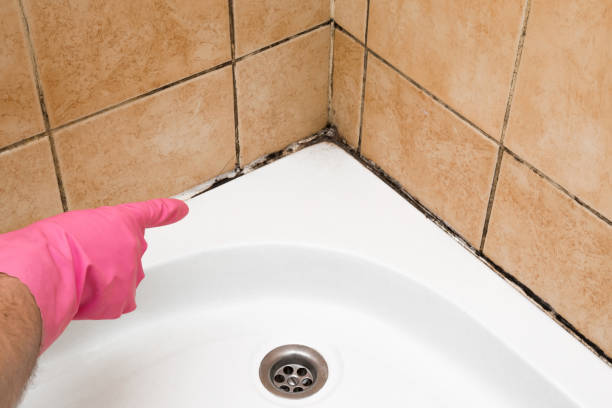 Best Crawl Space Mold Removal  in Iron Mountain, MI