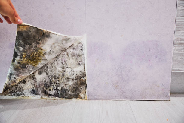 Best Same-Day Mold Removal  in Iron Mountain, MI